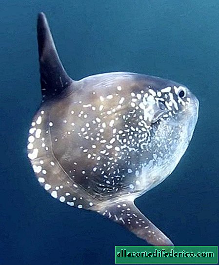 A new kind of moon fish: strange creatures love to sunbathe and do not like seals