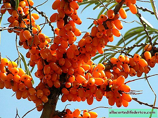 Sea buckthorn against the Gobi desert: a unique project of Mongolia