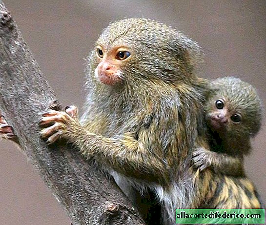 اكتشف نوعًا جديدًا من أصغر القرود في العالم