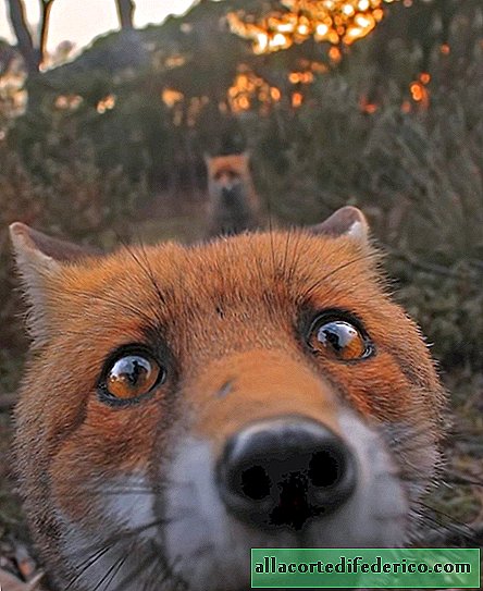 Charming little animals that impudently stuck their nose directly into the lens