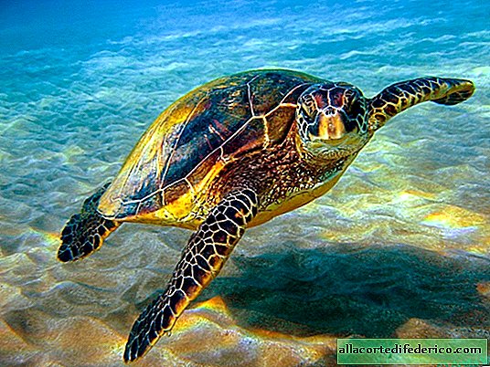 Filles seules: seules les femelles éclosent des œufs de tortues de mer en raison du réchauffement