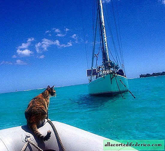 She quit her job and went with the cat around the world on a sailing boat.