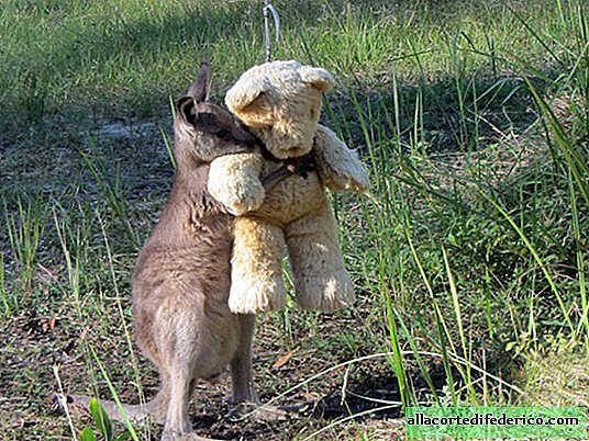 Un cachorro de canguro huérfano solo quiere abrazar a su osito de peluche
