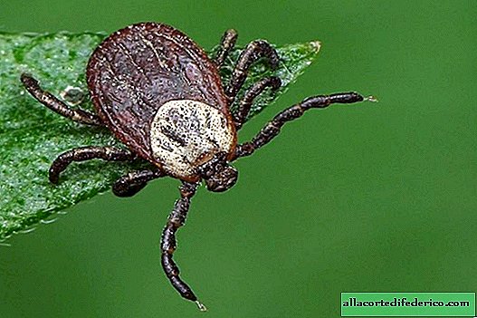 Caution, spring: what to do if you are bitten by a tick