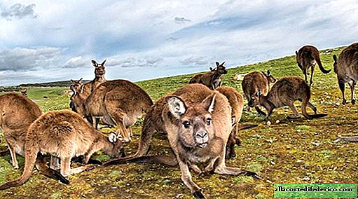 Isla Canguro: el último pedazo de Australia real donde los conejos aún no han llegado