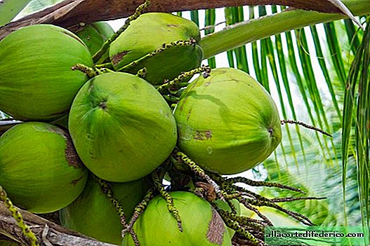 ¿Dónde obtuvo la fruta tres manchas oscuras y otros datos interesantes sobre el coco?