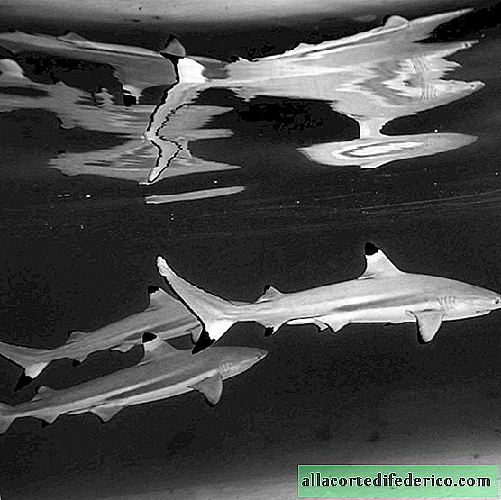 Een dappere fotograaf nam ongelooflijke foto's van haaien in de golven