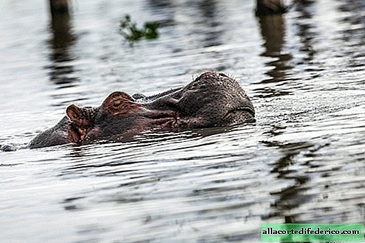 Lac Naivasha - visite d'hippopotames