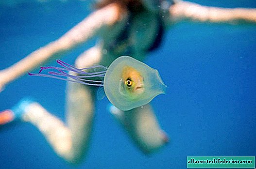 El chico logró tomar una foto fenomenal: el pez dentro de la medusa