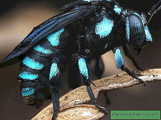 Cuckoo bees: even among the bees there are arrogant parasites