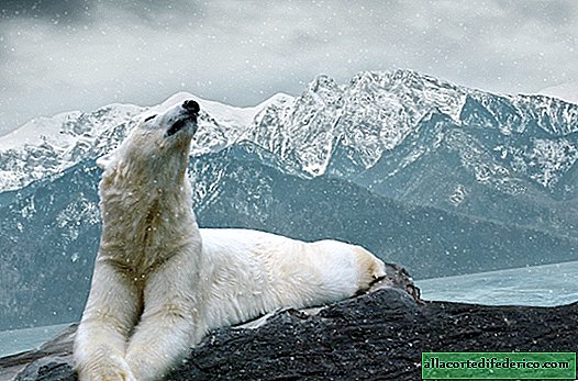Pourquoi les ours polaires ne mangent pas de manchots