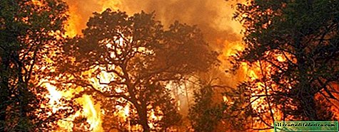 Hvorfor eukalyptustræer ikke er bange for brande