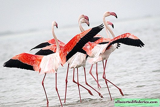 Zakaj so flamingi rožnate barve in kako se hranijo v živalskih vrtovih, da ne porjavijo