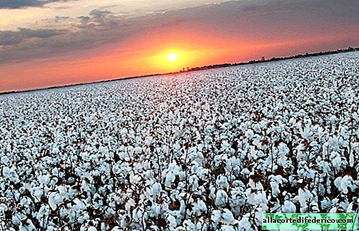 ¿Por qué las regiones de algodón se han convertido en zonas de desastre ecológico en el planeta?