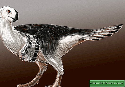 Prečo čínsky dinosaurus nosil modrozelené vajcia