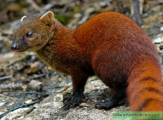 Why mongooses are the most popular pets in India