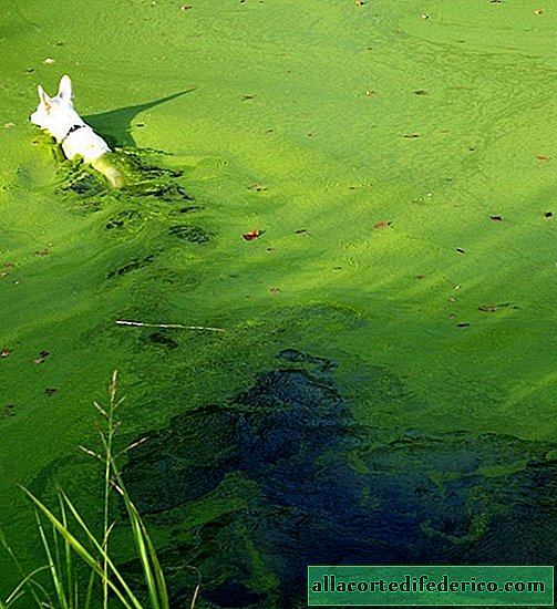 Why in no case should you swim in ponds with an excess of algae