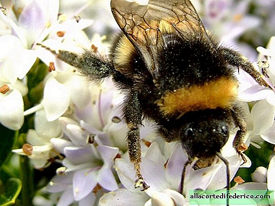 Warum niemand Hummeln züchtet, weil sie auch Honig produzieren und fleißiger sind als Bienen