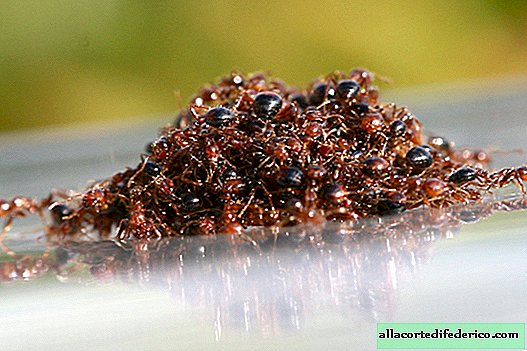 ¿Por qué las hormigas de fuego son peligrosas durante las inundaciones?