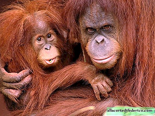 Prečo sú orangutani introverti (niekedy)