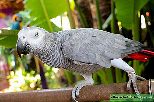 Защо папагалите могат да говорят