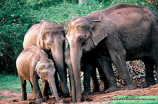 Miért nem szenvednek az elefántok rákosnak?