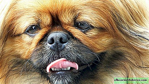 لماذا الكلاب ذات الوجه المسطح هي الحيوانات الأليفة ذات الأرجل الأربع البائسة