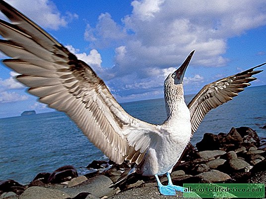 Why do the Galapagos gannets have such blue legs