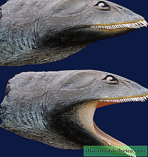Prečo mal plesiosaur také malé zuby