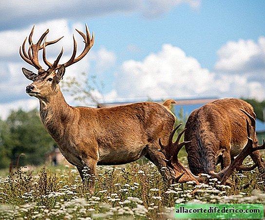 Why do scientists consider red deer a dangerous species of fauna?