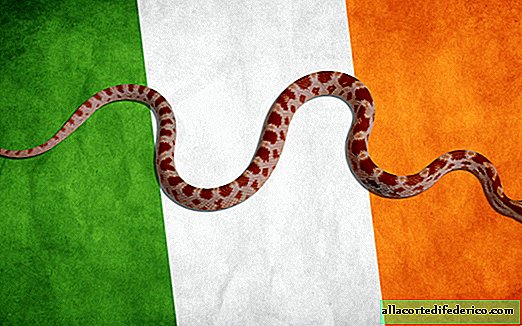 Miksi Irlannissa ei ole käärmeitä, ja onko mahdollista tuoda ne sinne
