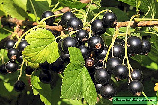 Why it is forbidden to grow blackcurrant in some states of the USA