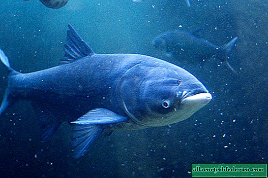 Why in the US they want to get rid of a harmless silver carp