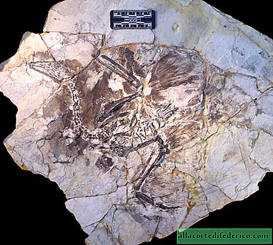 Hvorfor er fossile hår fem gange mindre sandsynlige end fjer