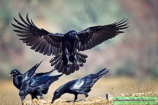 Por que o corvo é o pássaro mais inteligente do mundo