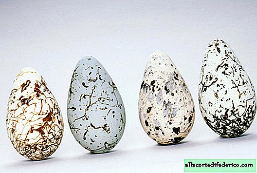 Por que os ovos de guilhotina são tão estranhos em forma de pêra