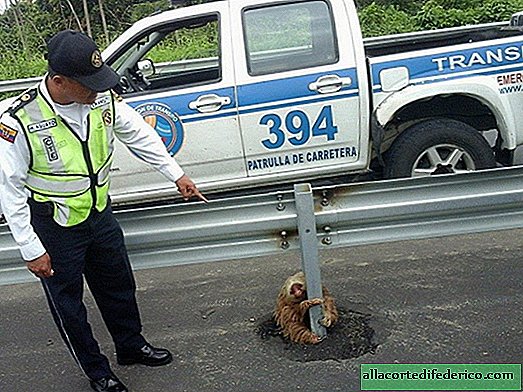 O policial salvou uma pequena preguiça assustada que se viu em uma enorme estrada
