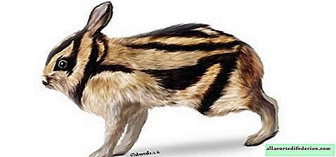 Striped: where the most original hare on the planet lives