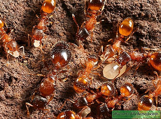 La mitad de las hormigas en el hormiguero son personas perezosas que también se benefician