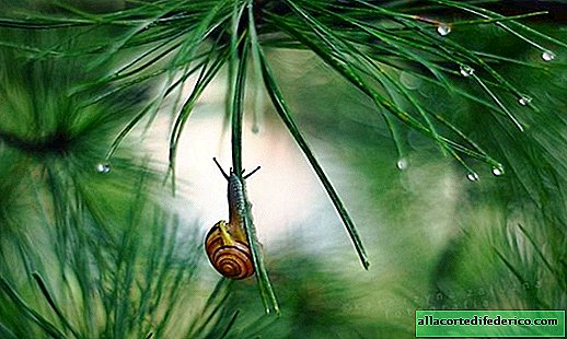 Den polske fotografen tar fantastiske bilder om sneglenes liv