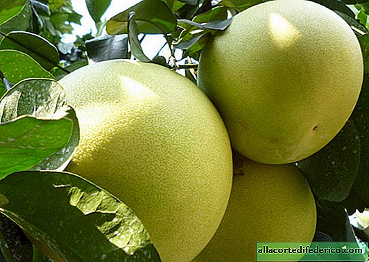 Pomelo: hoeveel maanden rijpt de grootste citrus ter wereld