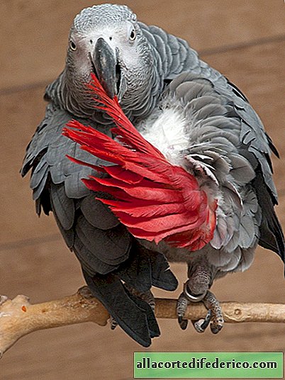 O papagaio jaco é o falador mais inteligente entre todos os papagaios do planeta.