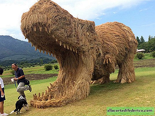 Después de la cosecha de arroz, gigantes dinosaurios de paja decoraron los campos en Japón.