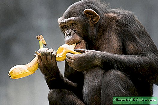 Resultados impressionantes de experimentos científicos: o que os macacos estão prontos para gastar?