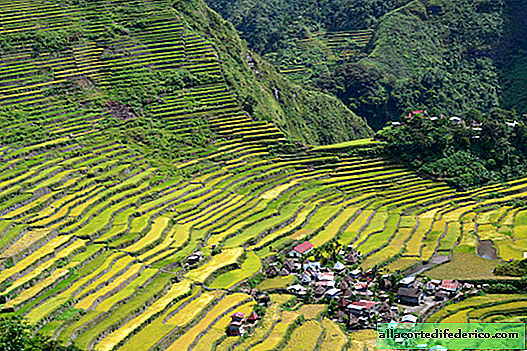 Superbes champs de terrasse du peuple Ifugao: un endroit où le riz coûte plus cher que l'or