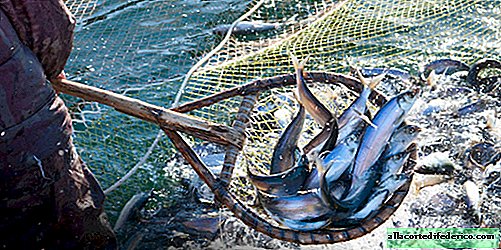 Inštruktívny príbeh Newfoundlandu môže: môžu všetky ryby skončiť v mori
