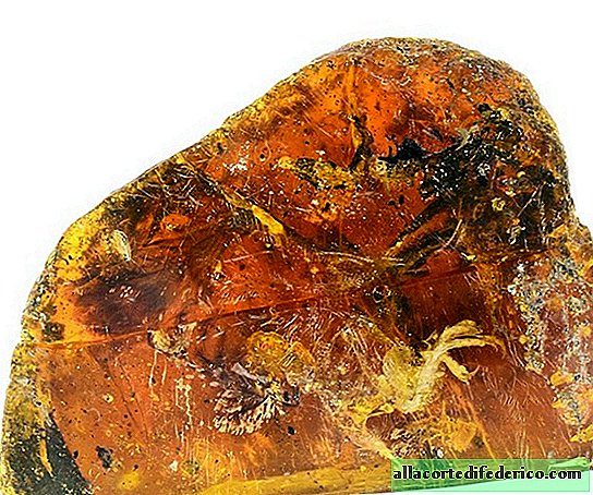 Poussin d'âge dinosaure conservé dans l'ambre