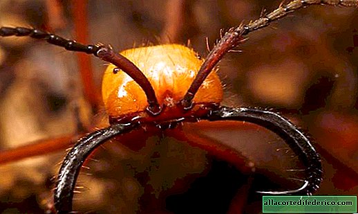 رحلة مدى الحياة: كيف يعيش النمل البدوي غير العادي