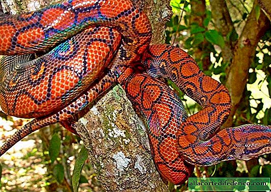 Rainbow constrictor - the most charming snake in the world