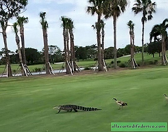 Angry ducks chasing an alligator across a golf course